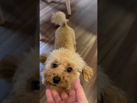 経営学科 ダイニングテーブル下を歩くトイプードル13ヶ月 #toypoodle #トイプードル