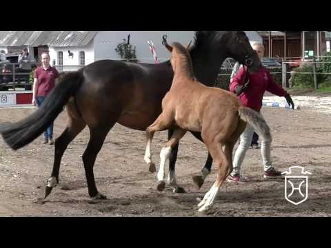 SL008 Hengstfohlen von Chin Champ - Canto - Caretino