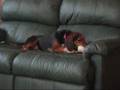 Barney Wmv