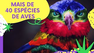 CANTO DOS PSSAROS - Mais de 40 espcies de aves