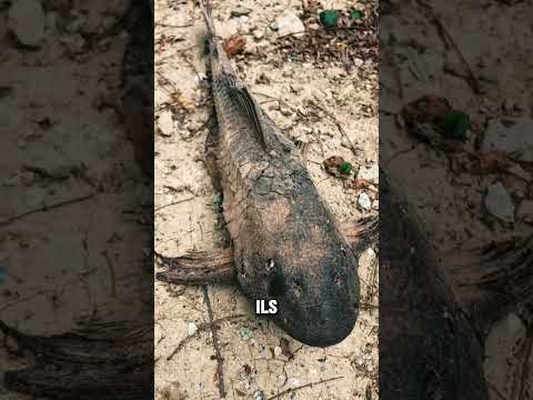 Ce poisson peut survivre sans eau pendant des heures