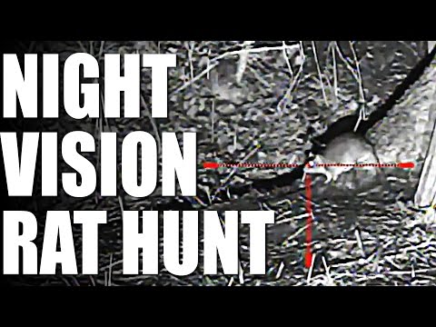 Night Vision Rat Hunt Night Vision Rat Hunt
