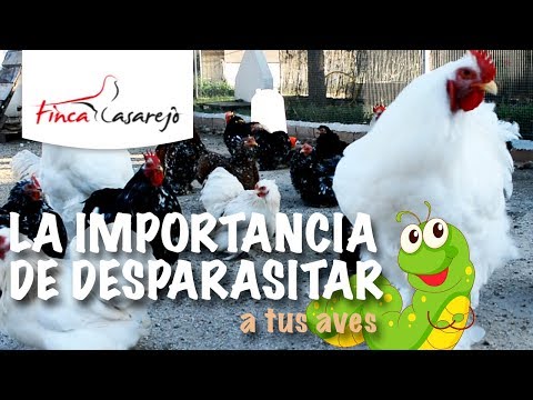 , title : 'Desparasitar Gallinas con Productos Naturales 🐓🐓🐓'