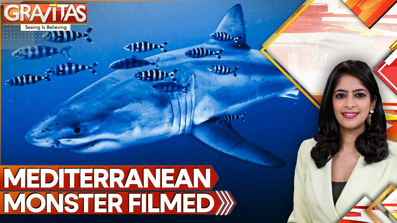 Insane Video: Giant Great White Shark Shock Encounter in Mediterranean!| GRAVITAS