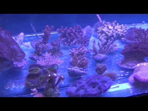 Natural Reef Design München auf der Fisch & Reptil