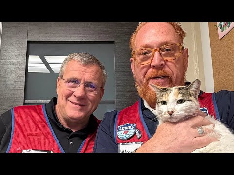 Virginia Lowe’s cat found after epic 85-mile journey to North Carolina | WSOC-TV