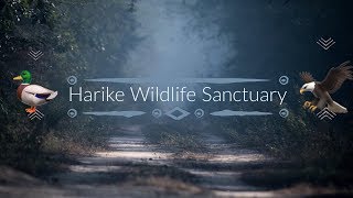 preview picture of video 'Harike Wetlands & Wildlife Sanctuary | Amritsar | India Travel | Dominar400'