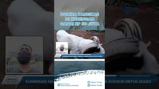 Domba Tangkas di Kuningan Kini Meningkat Drastis, Per Ekor Harganya Mencapai Rp 50 Juta