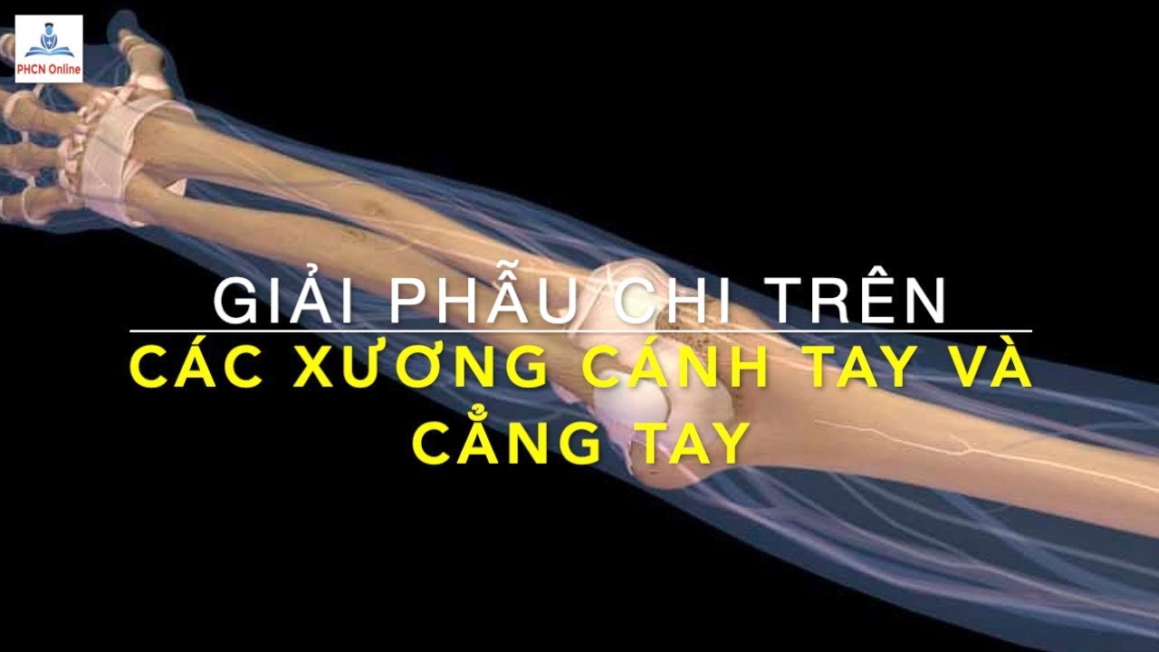 Xương cánh tay và cẳng tay