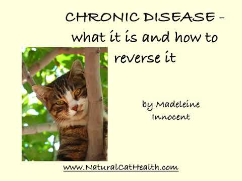 Chronic Disease In Cats