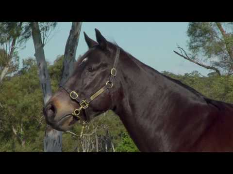 2020 Gold Coast National Broodmare Sale LOT 526