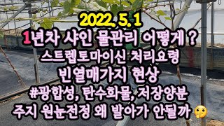 5월 스트렙토마이신 처리, 빈 열매가지, 광합성, 탄수화물, 주지원눈전정 성공하려면, 1년차 샤인 물관리