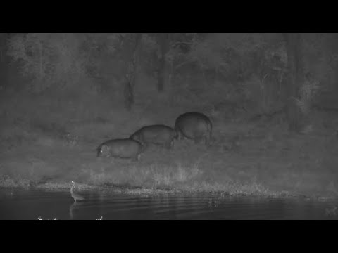 Djuma: Hippos out grazing across the dam-Grey Heron walks by too - 18:32 - 04/27/2023
