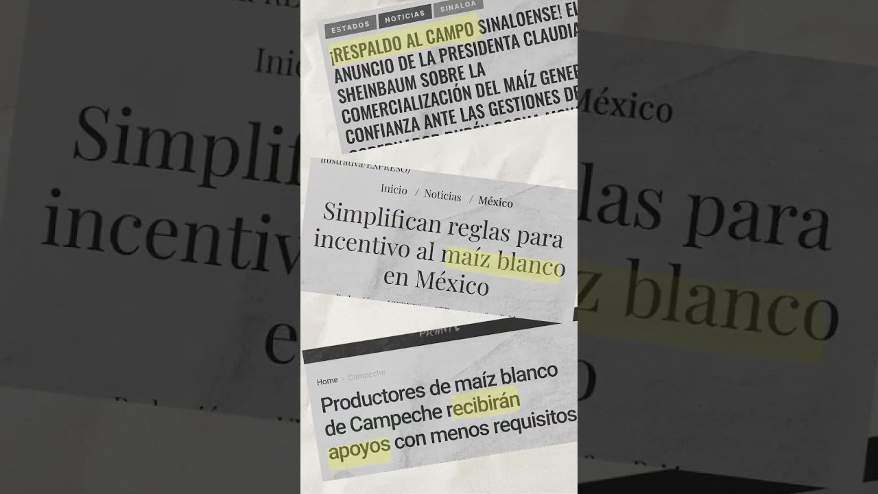 Apertura de ventanillas y bodegas para el apoyo de maíz blanco