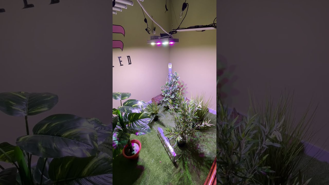 Origin 300w POTENCYLED