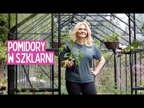 Pomidory w szklarni, sadzenie, uprawa, choroby. Co zmieniłabym w mojej szklarni po 6 latach?