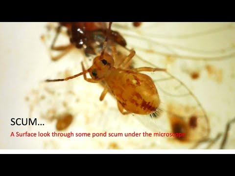 Pond Scum a surface view