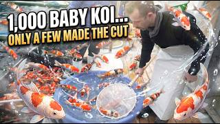 Buying Koi in Japan 🇯🇵 | Ogata Koi Farm & Tosai Hunt