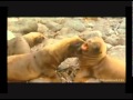 wolverine sabertooth seals funniest version bbc talking animals