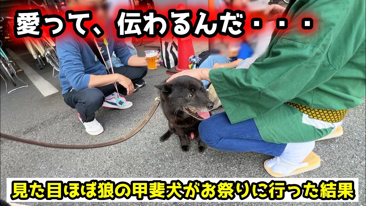 【ほっこり】甲斐犬をお祭りに連れて行ったら予想外の展開に感動しました