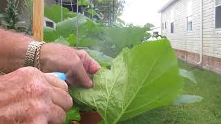 getting rid of powdery mildew on zucchini and squash leaves