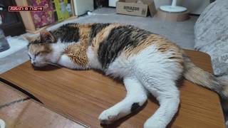 三毛猫フミちゃん　 LIVE配信　2026年7月19日　calico cat　(LIVE stream)