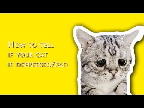 Sad Cat ? Here's How to Tell if Your Cat is Sad or Depressed!