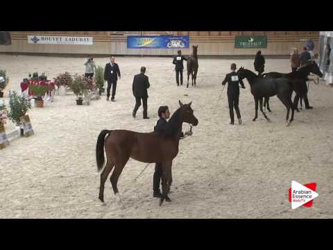Deauville Arabian Cup 2016 - Yearling Female Championship
