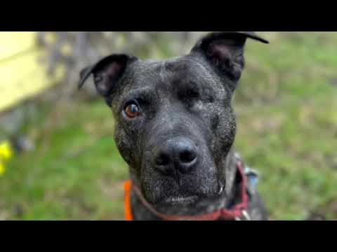 Drew, an adoptable Staffordshire Bull Terrier Mix in Red Lodge, MT_image-1