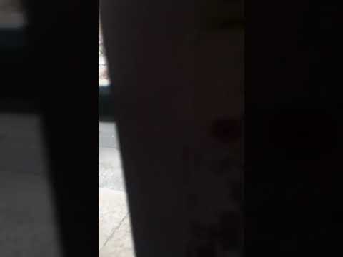 قرد وكلاب في حي الرغامة بجدة