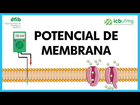 Potencial de Membrana