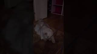 ペルシャ猫のペル君 #16