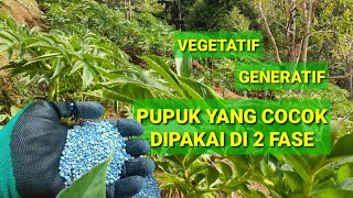 Download lagu DIJAMIN SUBUR‼️PUPUK INI BISA DI PAKAI PADA FASE VEGETATIF & FASE GENERATIF mp3