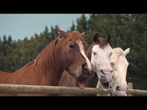 Who let the dog out?