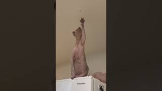 蜘蛛を触りたい猫スルタン【スフィンクス】