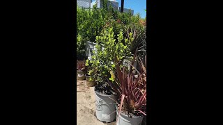 Plants in Home Depot, San Rafael!