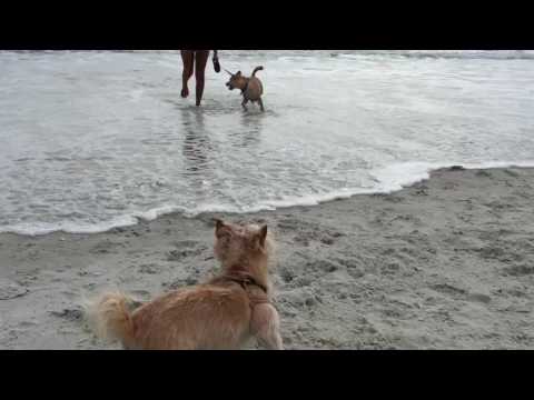 Bella and Nyla at the beach 2