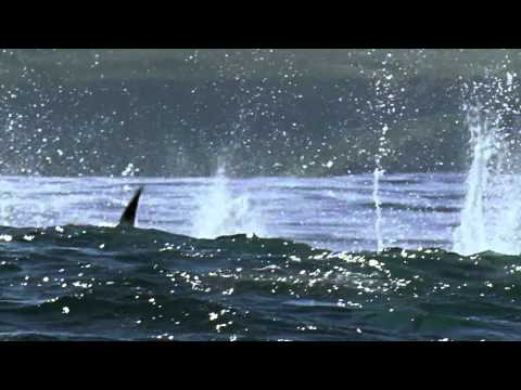 National Geographic Promo