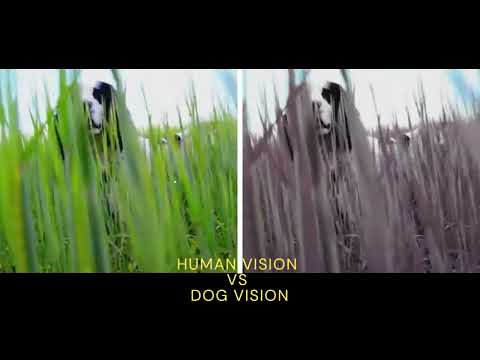 HUMAN VISION VS DOG VISION - TECHNEX 2022