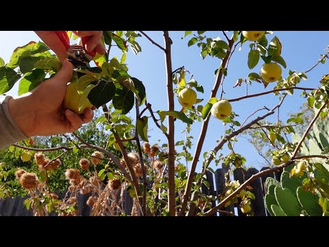 Growing, Harvesting And Processing Quince Fruit | A Delicious Nutritional Powerhouse!