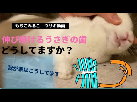 ウサギの歯の異常な成長