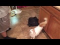 Kitty Twerk