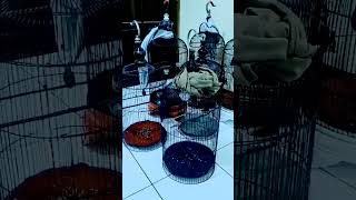 Download lagu Terapi sogon koloni!! ampuh untuk merangsang sogon agar cepat gacor mp3