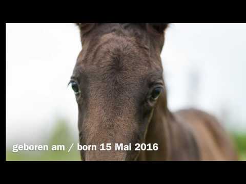 She's so Pretty, Millennium x Don Kennedy x Sao Paulo