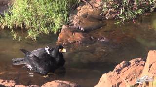 preview picture of video 'Black Eagles Bathing'