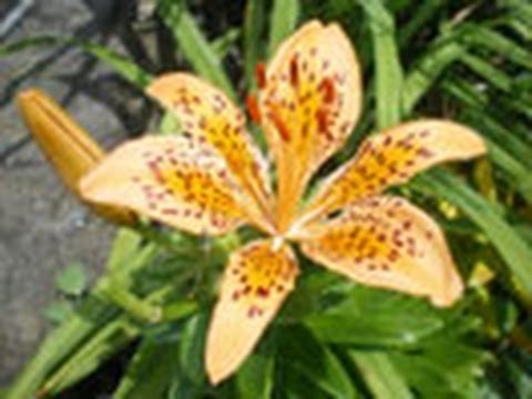 スイミングプールの輪郭をどのように配置するか?プールを舗装、植栽、家具で囲むための 3 つのアイデア  庭園