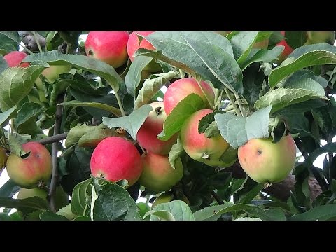 Анонс. Конструкция для сбора яблок из пластиковой бутылки/Device for manual collection of apples/收苹果