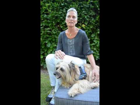 All assistance dogs are recognized by law thanks to her efforts: Helma Verhoeven