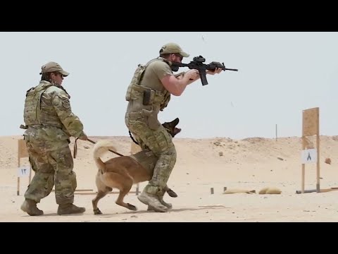 미군,군견  콜라보...  실사격 훈련, 총성이 안 두려운 미 공군의 군견 !!!