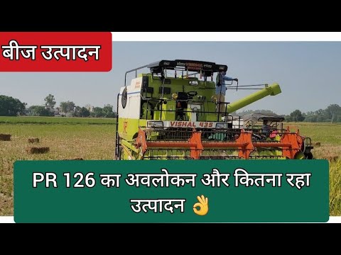 PR 126 Paddy seed production.#viralvideo #paddy #rural #ruralfarming #agriculture
